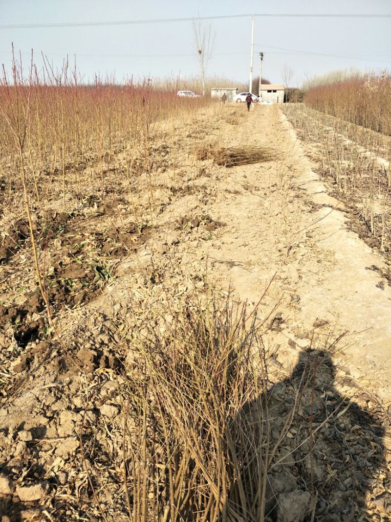 基地直销0.8公分映霜红桃树苗秋彤桃树苗批发价格油桃黄桃