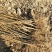 基地直销0.8公分映霜红桃树苗秋彤桃树苗批发价格油桃黄桃