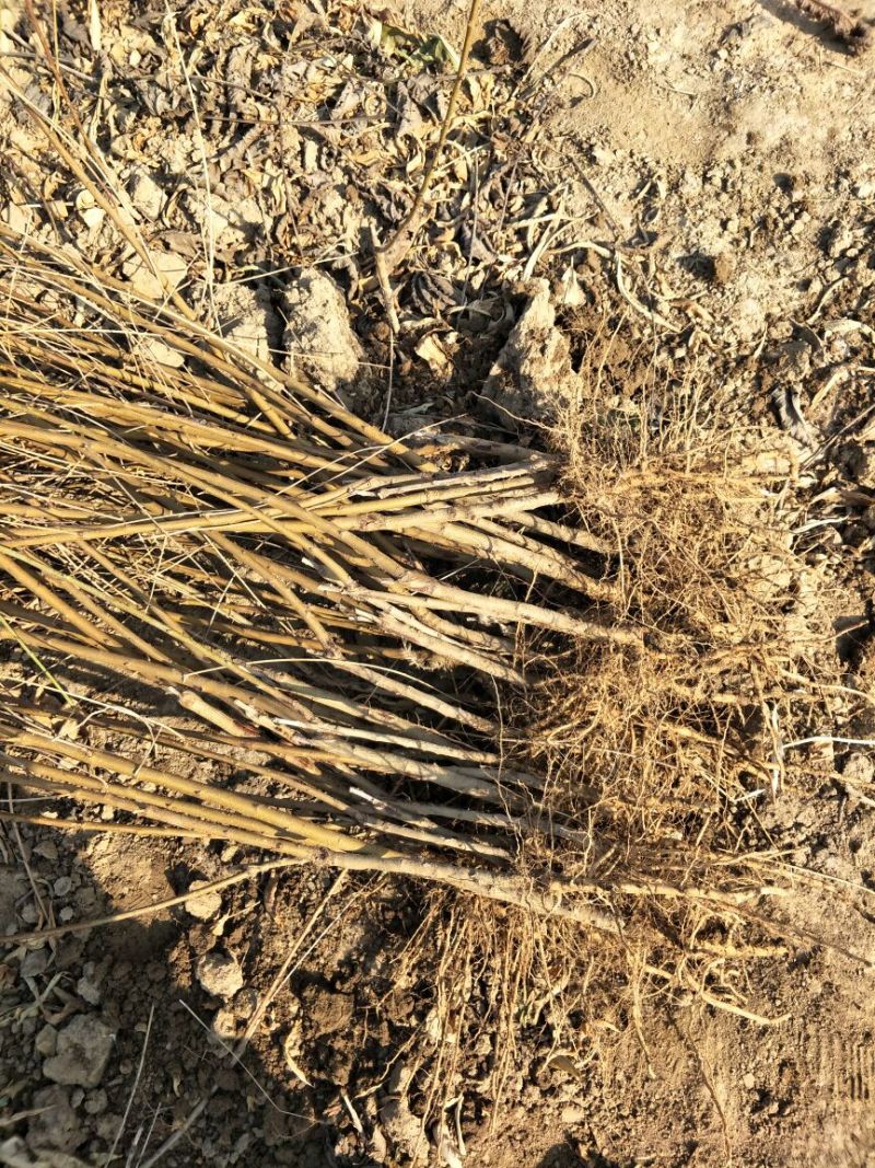 基地直销0.8公分映霜红桃树苗秋彤桃树苗批发价格油桃黄桃