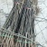 基地直销1公分玉露香梨苗批发黄金梨红香酥梨树苗价格