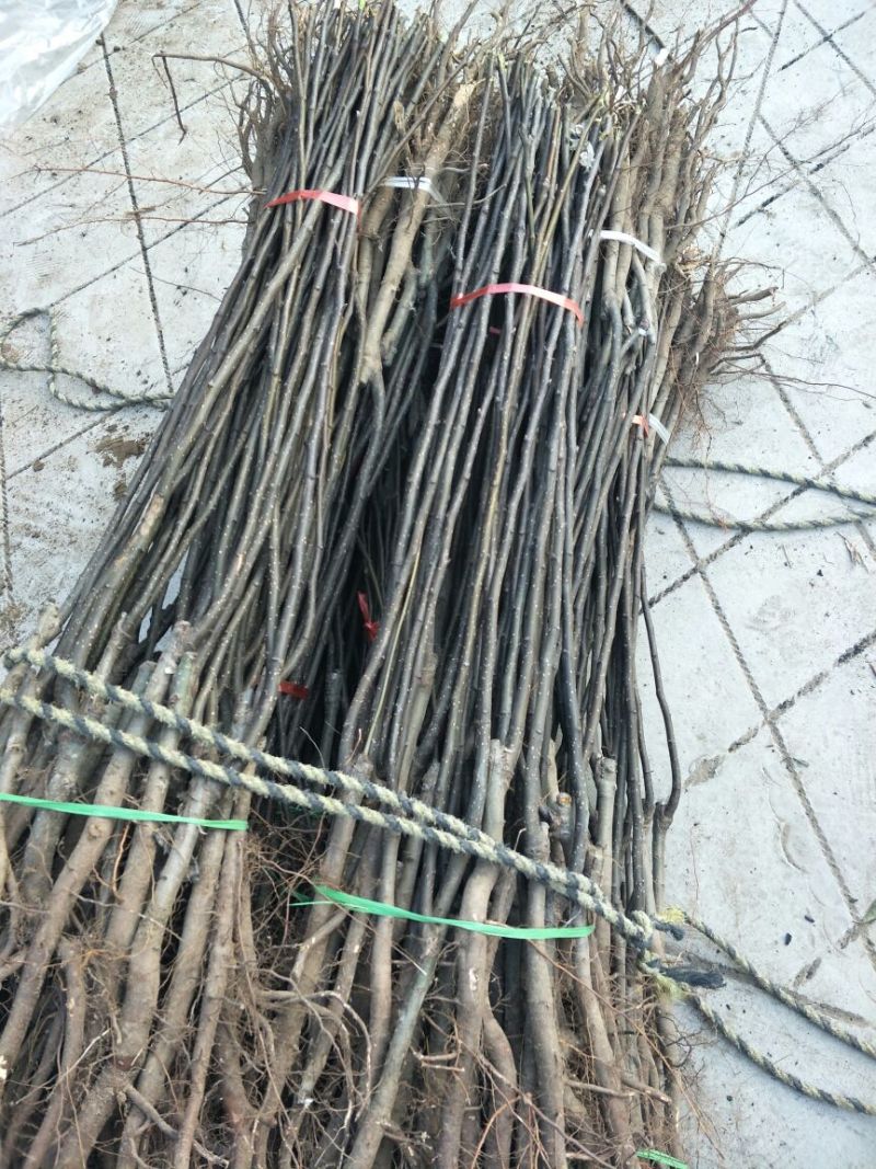 基地直销1公分玉露香梨苗批发黄金梨红香酥梨树苗价格