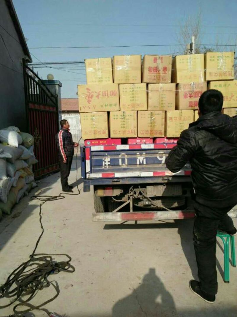新疆红枣大枣厂家货源供应批发