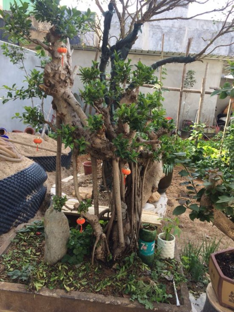 小叶榕景观树20cm以上