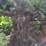 小叶榕景观树20cm以上