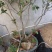 桂花80cm以上