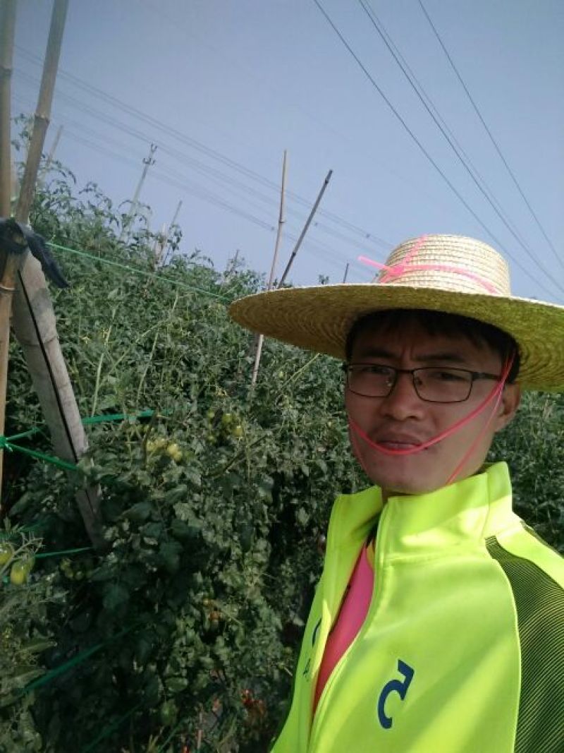 千禧圣女果30g以上