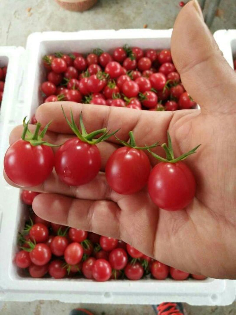 千禧圣女果30g以上