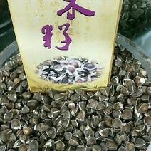 印度辣木籽，保质保量在青海格尔木发货，需要的我