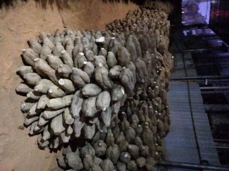 葛根种苗