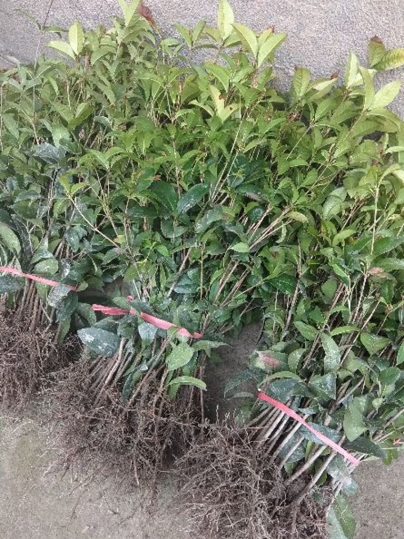 四季桂苗四季桂花苗，月月桂花树苗，花期长
