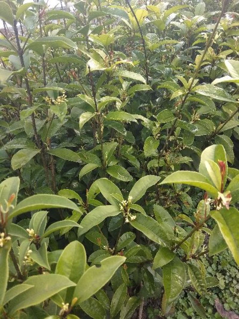 四季桂苗四季桂花苗，月月桂花树苗，花期长