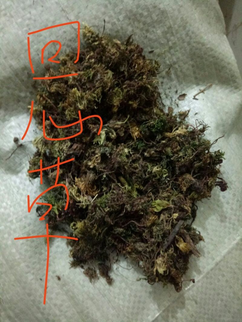 回心草干货2斤起包邮量大从优