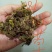 回心草干货2斤起包邮量大从优