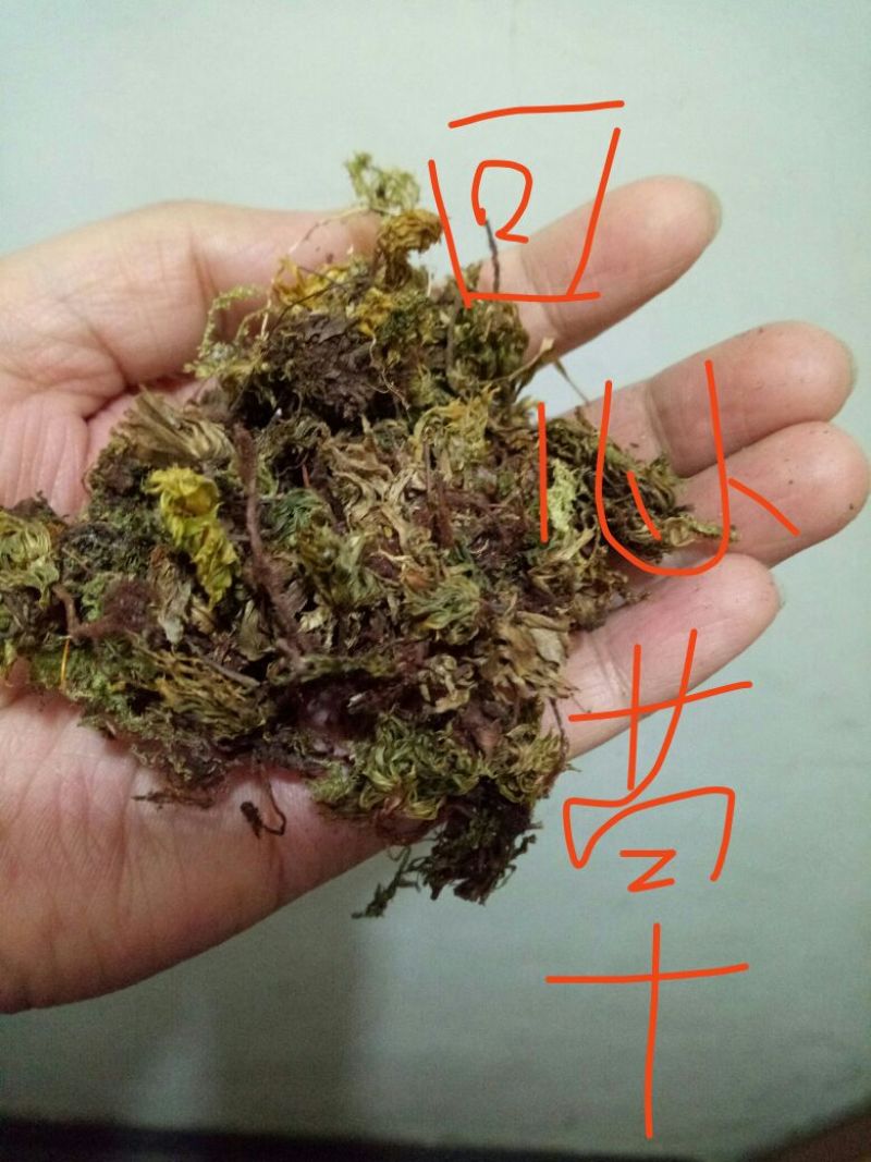 回心草干货2斤起包邮量大从优