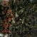 回心草干货2斤起包邮量大从优