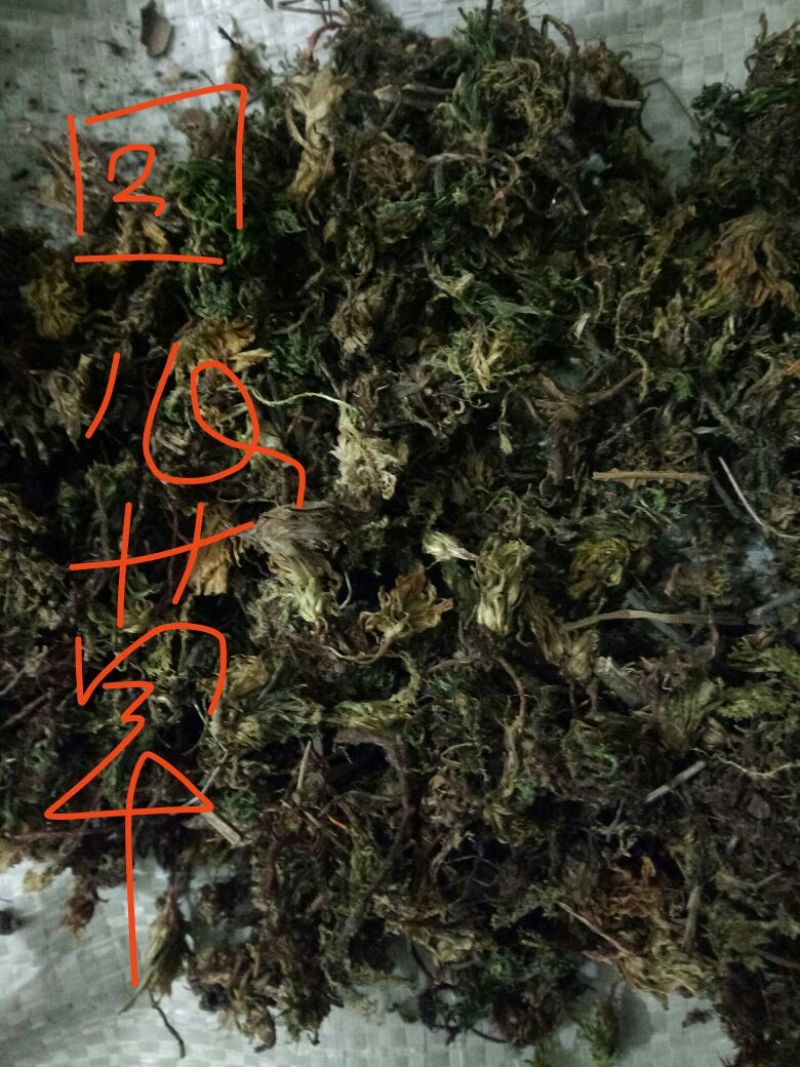 回心草干货2斤起包邮量大从优
