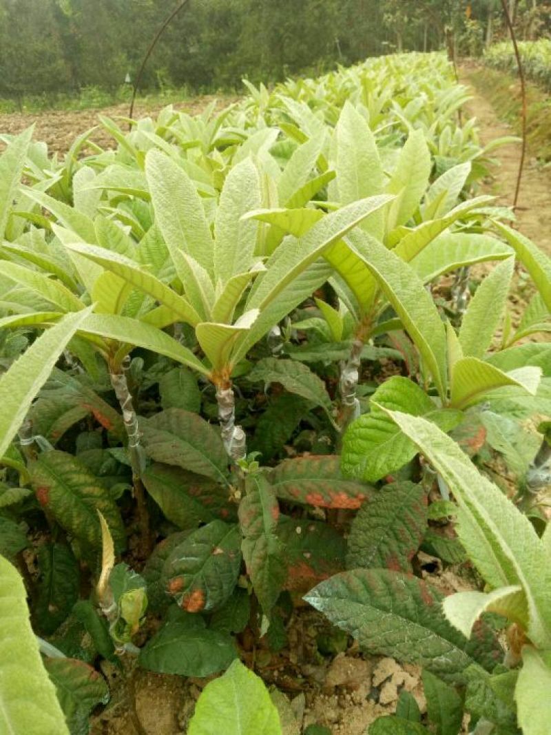 枇杷树苗早钟6号枇杷苗50-80cm杯苗