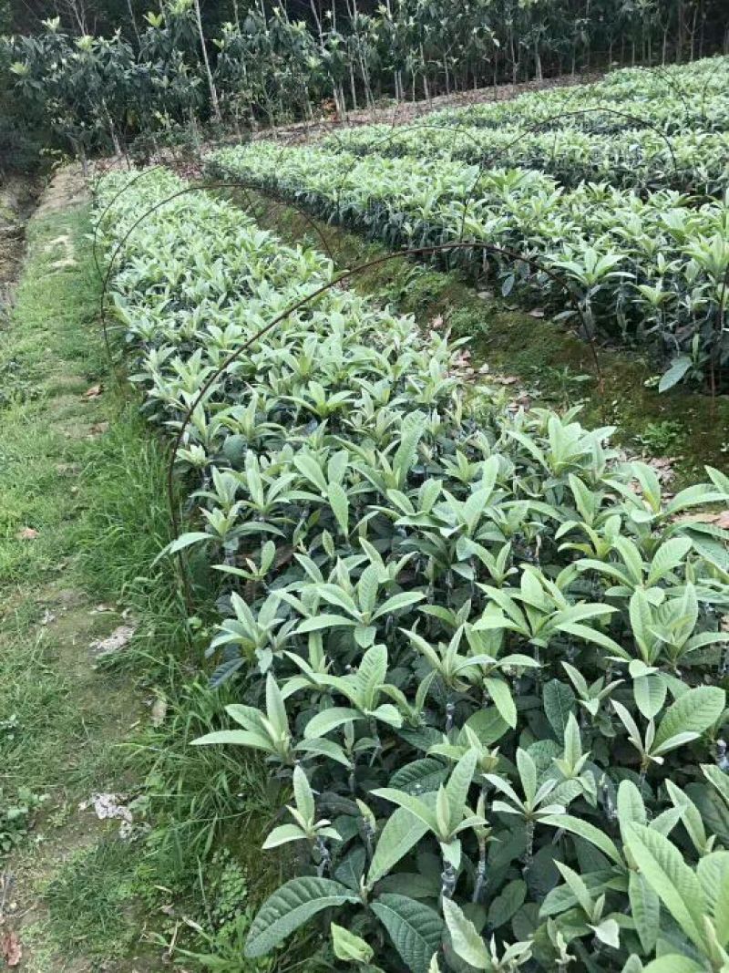 枇杷树苗早钟6号枇杷苗50-80cm杯苗