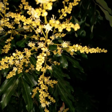 荔枝蜜1斤