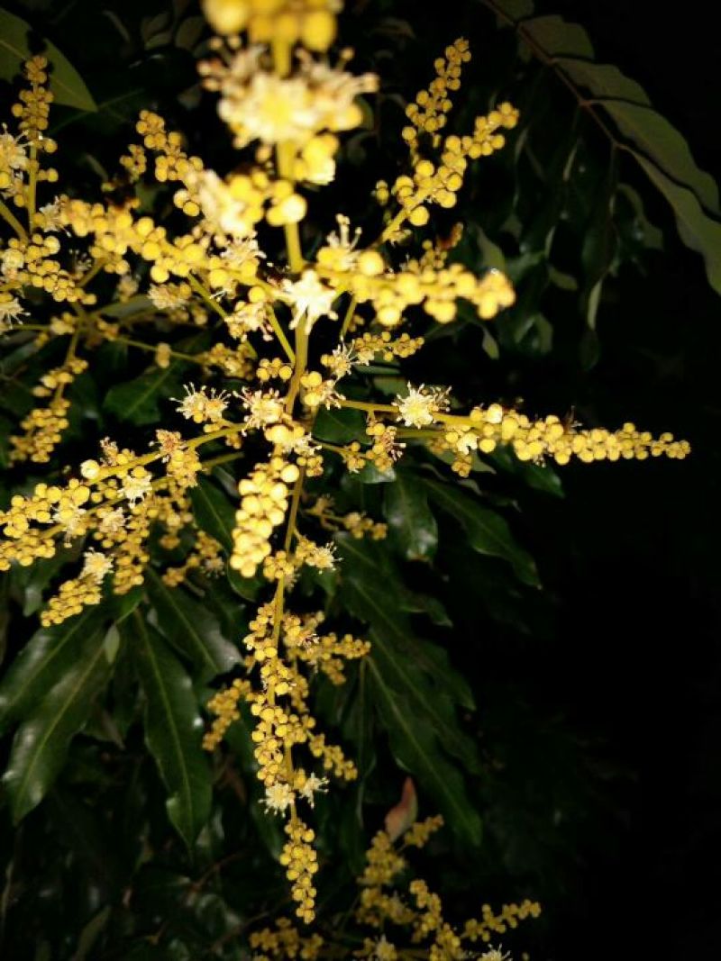荔枝蜜1斤
