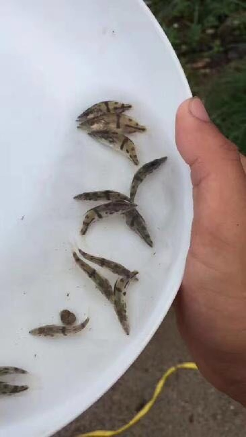 鳜鱼苗/翘嘴鳜鱼苗/桂鱼苗/桂花苗/饲料鳜鱼苗