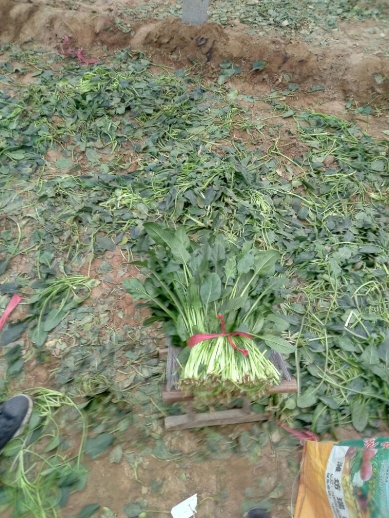 大叶菠菜20~25厘米
