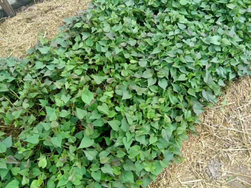 原种商薯19西瓜红哈密济薯26