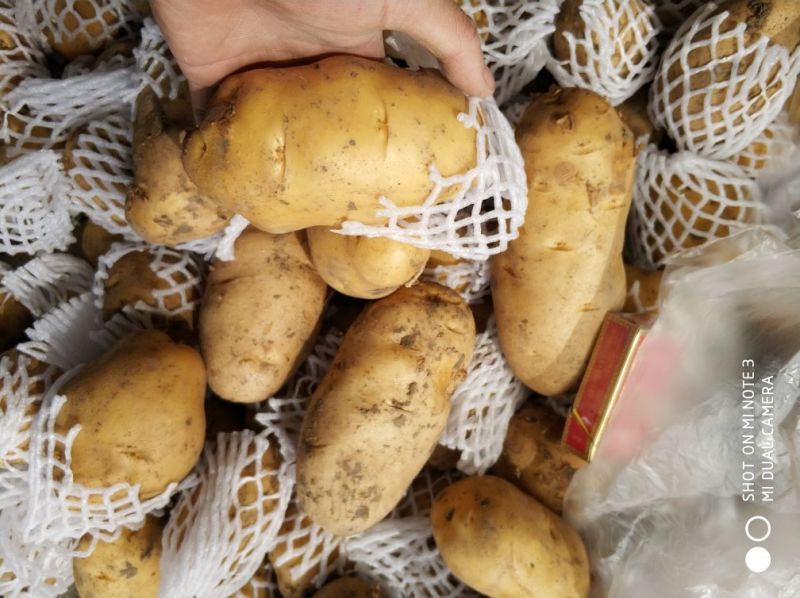 平度市精品荷兰十五土豆，产地直供，货源充足，大小车随