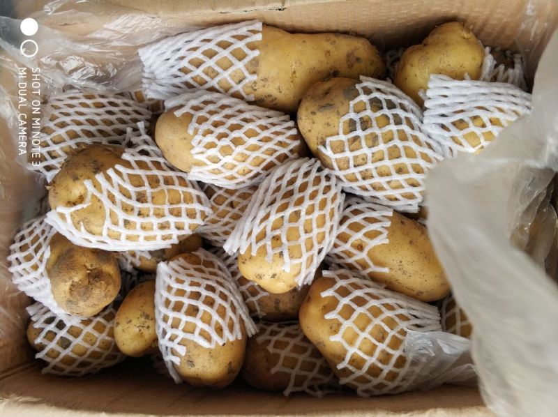 平度市精品荷兰十五土豆，产地直供，货源充足，大小车随