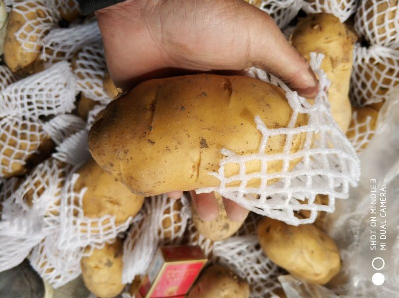 平度市精品荷兰十五土豆，产地直供，货源充足，大小车随