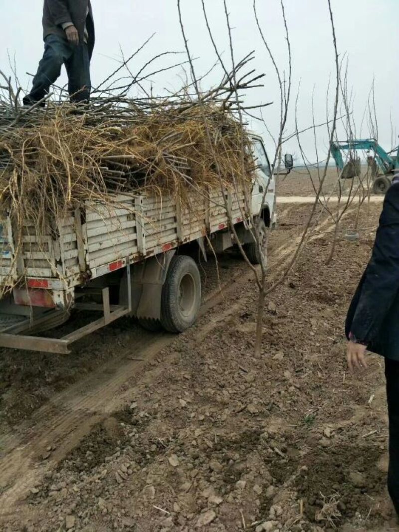 果桑苗10cm以下