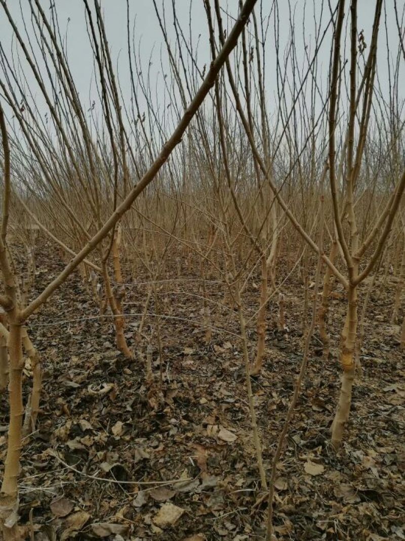 果桑苗10cm以下