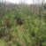 华山松1~1.5m