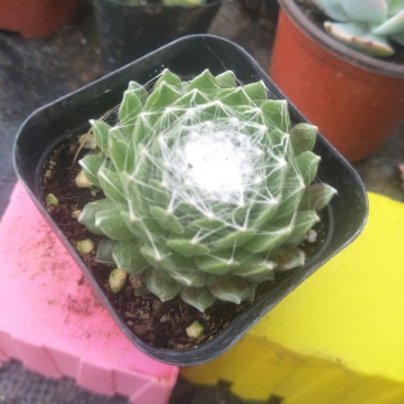 多肉植物含盆