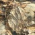 羊皮兰板制革精品