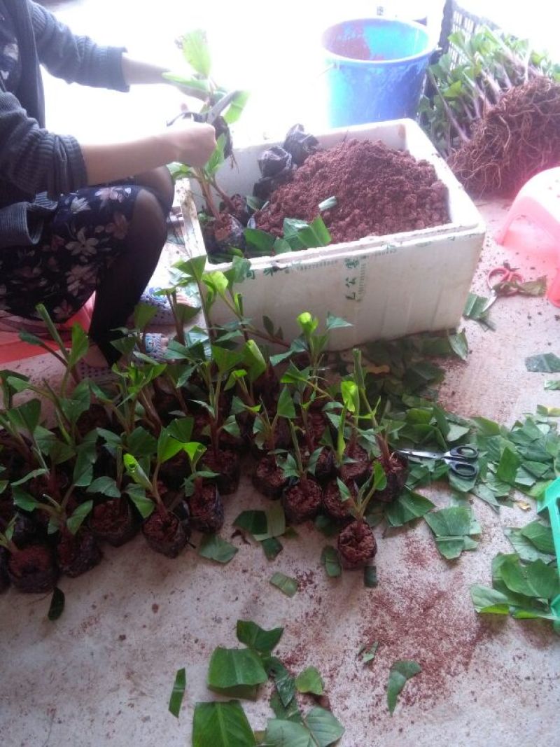 红香蕉苗一级良种1~2年