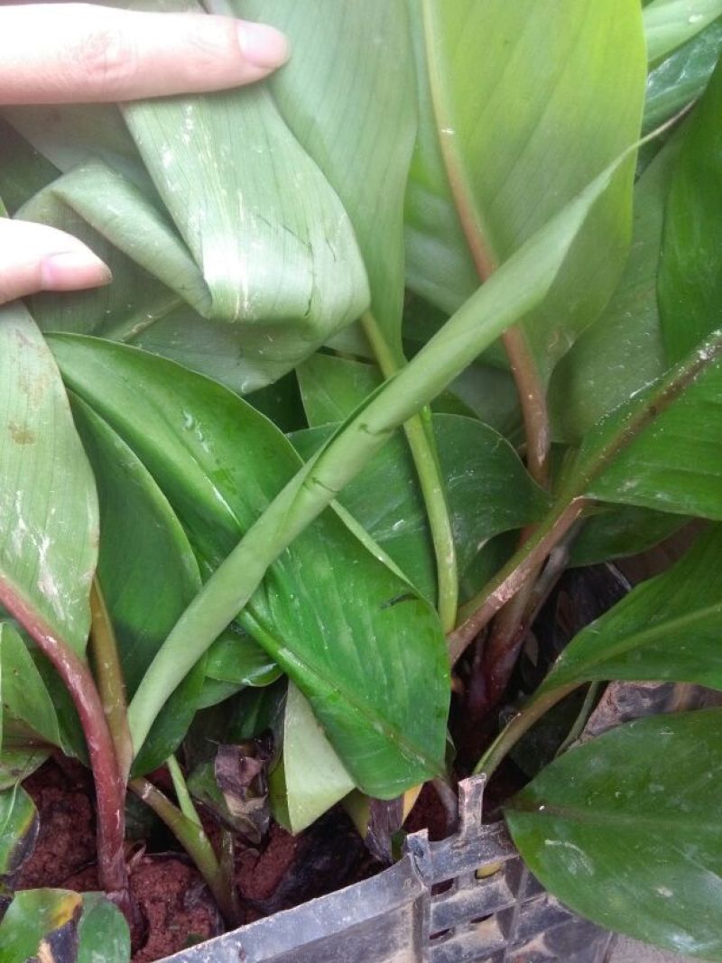 红香蕉苗一级良种1~2年