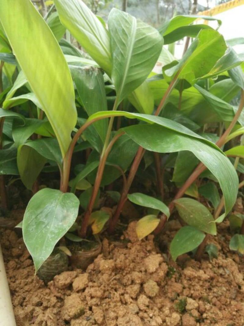 红香蕉苗一级良种1~2年
