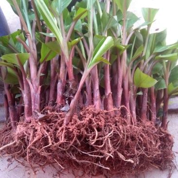 红香蕉苗一级良种1~2年