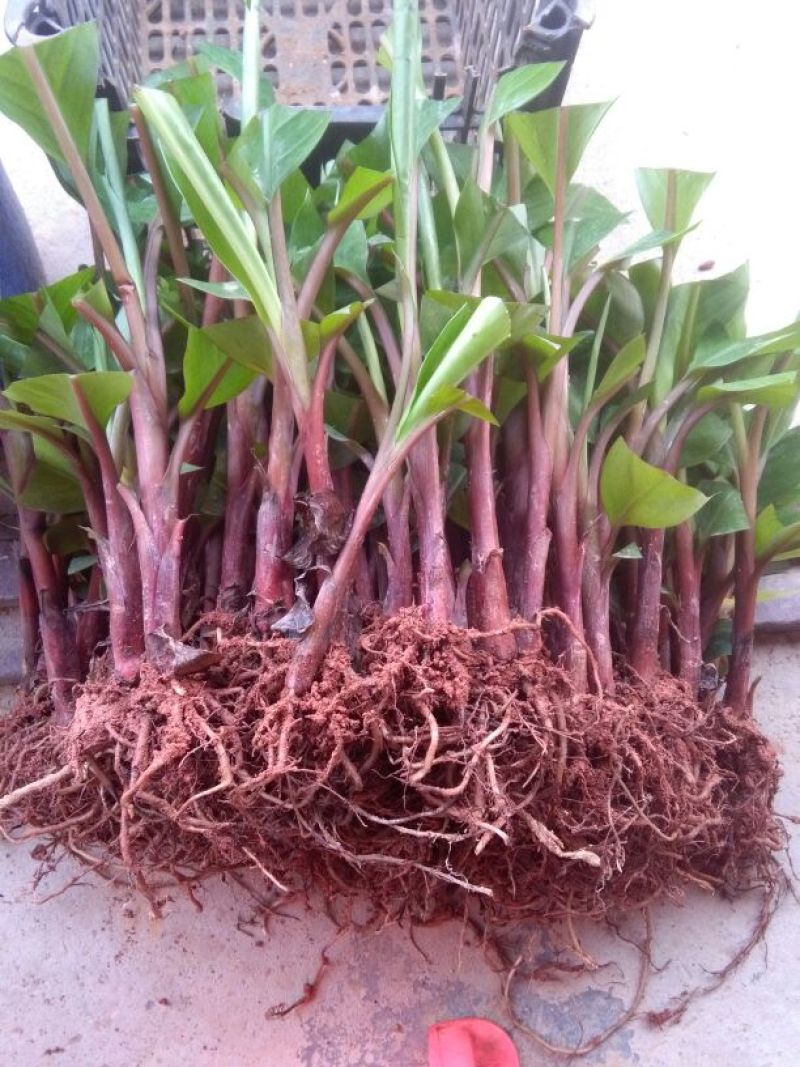 红香蕉苗一级良种1~2年