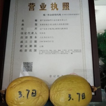金霸黄金百香果种苗10~20cm
