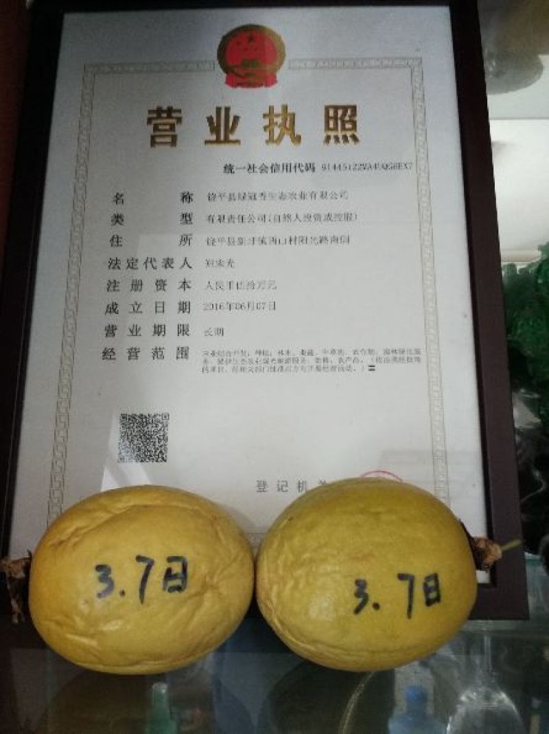 金霸黄金百香果种苗10~20cm