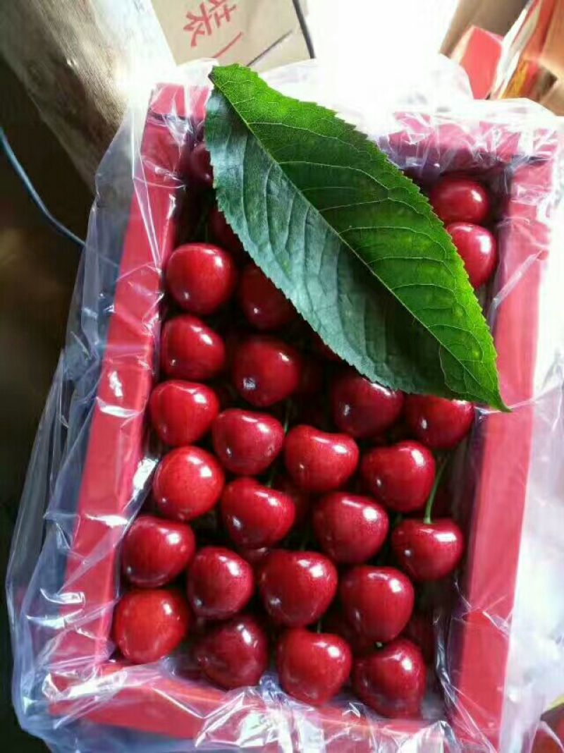 陕西大荔温棚樱桃4月份开始5~10mm