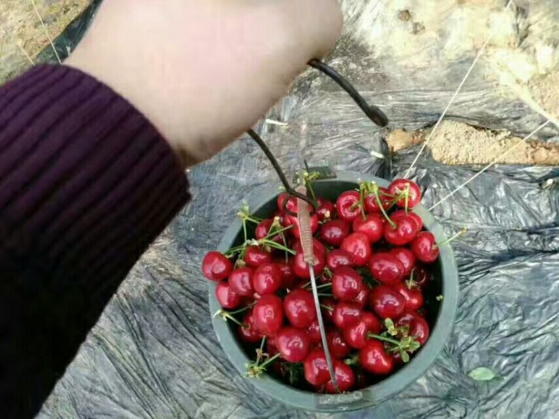 陕西大荔温棚樱桃4月份开始5~10mm