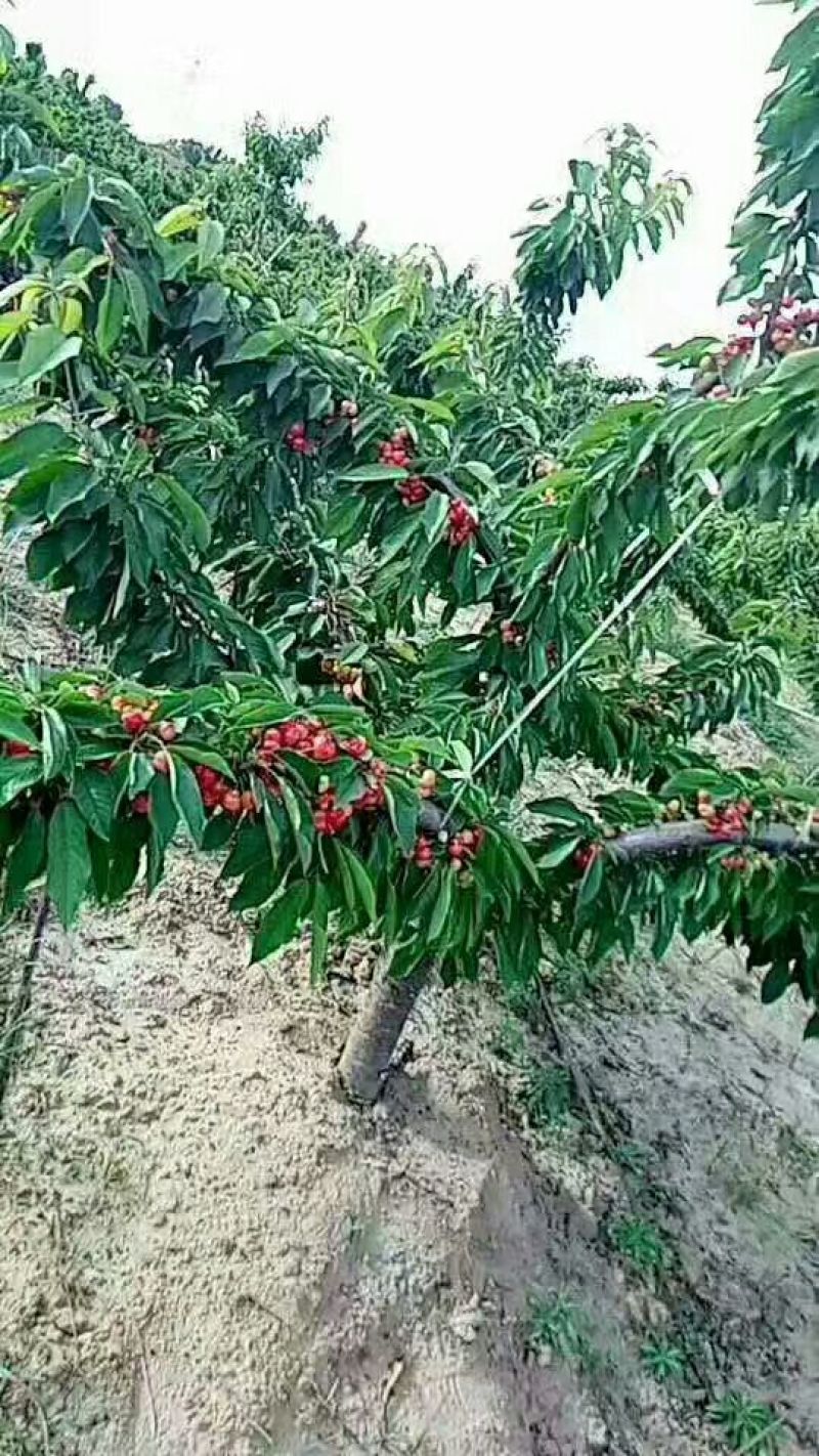 陕西大荔温棚樱桃4月份开始5~10mm