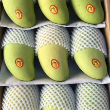 金煌芒10两以上