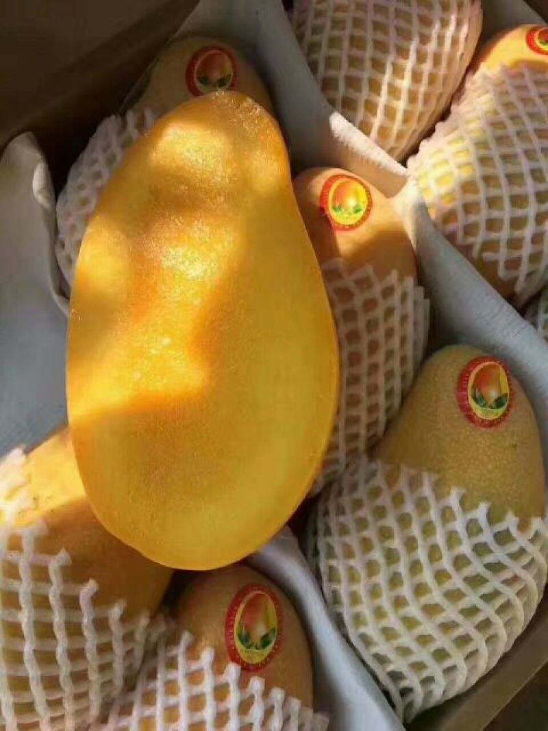 金煌芒10两以上
