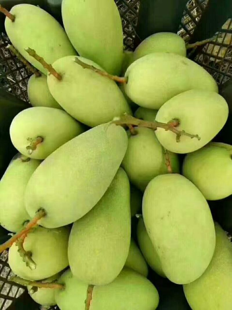 金煌芒10两以上