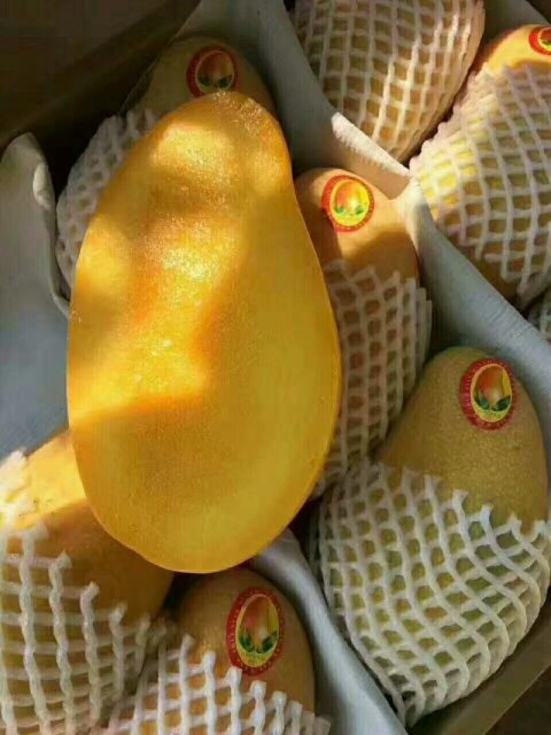 金煌芒10两以上