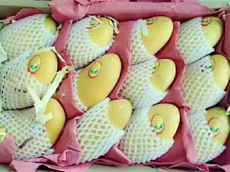 金煌芒10两以上